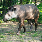  Tapir 