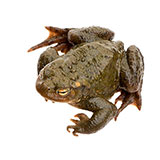  Toad 
