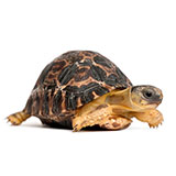  Tortoise 