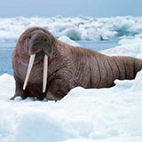  Walrus 