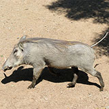  Warthog 