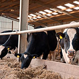  Dairy 