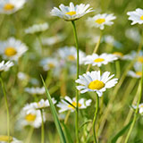  Daisies 