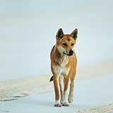 Dingo 