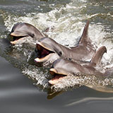  Dolphins 