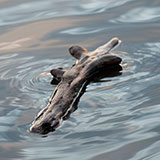  Driftwood 