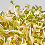  Alfalfa 