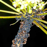  Aphids 