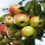  Apples 