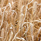  Barley 