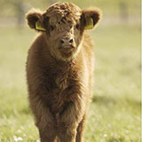  Calf 
