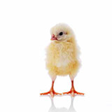  Chick 