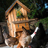  Chicken Coop 