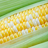  Corn 