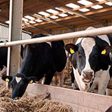  Dairy 