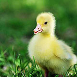  Duckling 