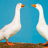  Geese 