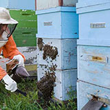  Hive 