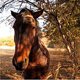  Horse 