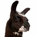  Llama 