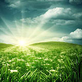  Meadow 