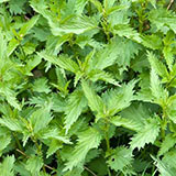  Nettles 