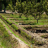  Orchard 