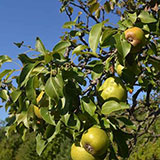  Pear Tree 