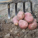  Potatoes 
