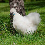  Pullet 