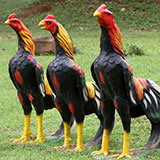  Rooster 