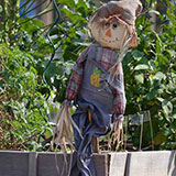  Scarecrow 