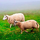  Sheep 