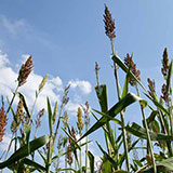  Sorghum 
