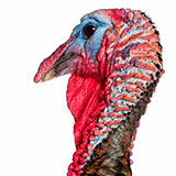  Turkey 