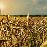  Wheat 