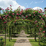  Pergola 