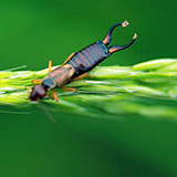  Earwig 