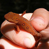  Eft 