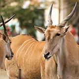  Eland 