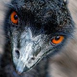  Emu 