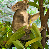  Eucalyptus 