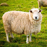  Ewe 