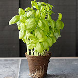  Basil 
