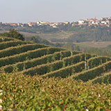  Vineyard 