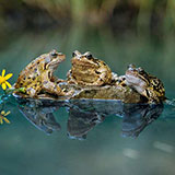  Amphibians 