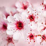  Blossom 