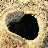  Burrow 