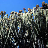  Cacti 