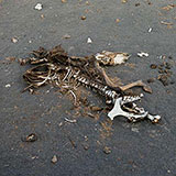 Carcass 